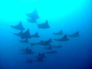 devil rays galapagos