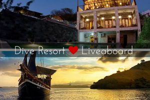 dive resort vs liveaboard