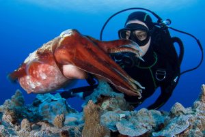 diver and red octopus