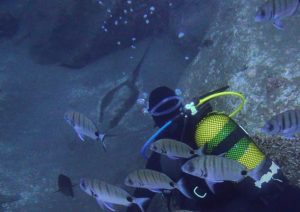 diver and sting ray