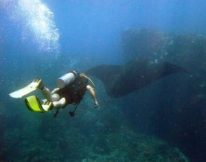 diver manta ray