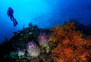 diver on coral reef