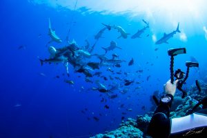 diver photographing shark feeding frenzy