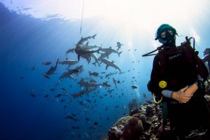 diver with sharks in Yap