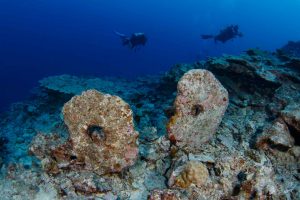 divers in Yap