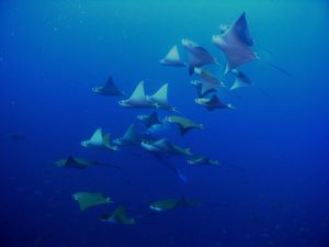 diving galapagos