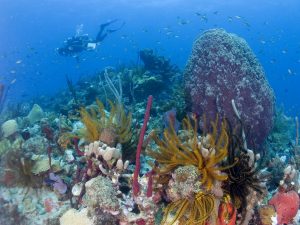 dominica  coral reef