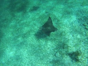 eagle ray belize