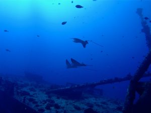 eagle rays on wreck