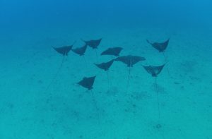 eagle rays squadron hawaii