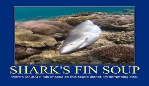 finned shark