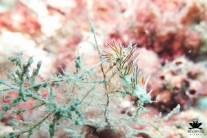 fire nudibranch