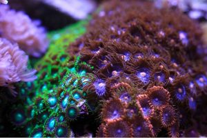 fluorescent corals