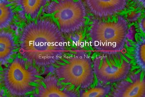 fluorescent night diving