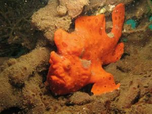 frogfish 3