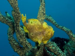 frogfish