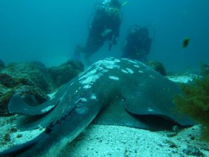 galapagos diving