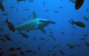 galapagos hammerhead shark