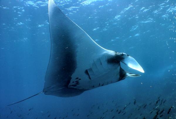 galapagos manta ray | RUSHKULT