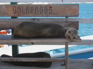 galapagos sea lion