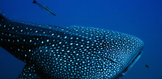 galapagos whaleshark 1