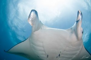 giant manta ray front