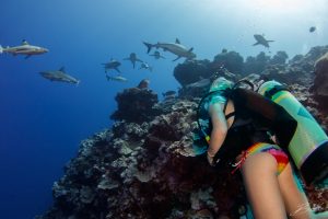 girl and sharks