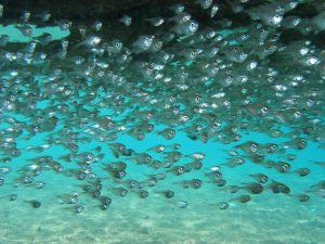 glass fih red sea egypt