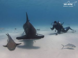 great hammerhead shark bimini