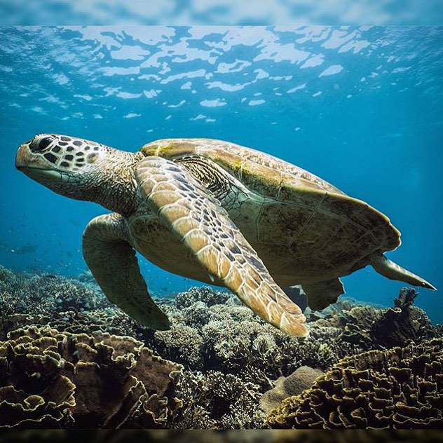 green sea turtle | RUSHKULT