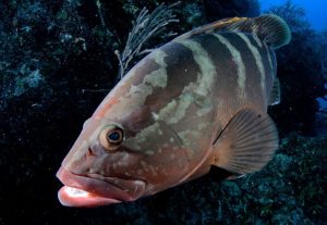 grouper belize