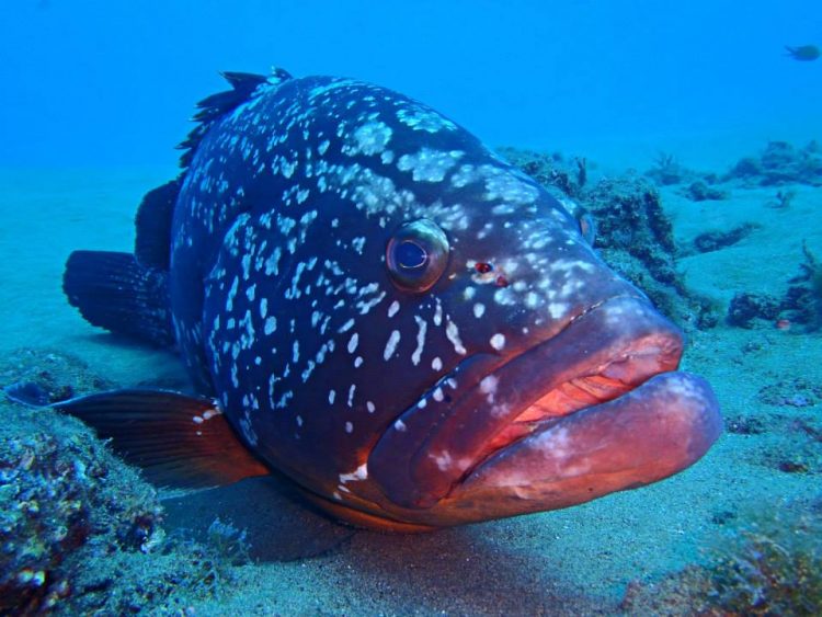 grouper lanzarote spain | RUSHKULT