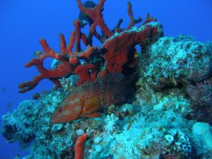 grouper on coral