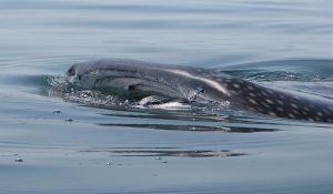 gulping whale shark