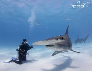 hammerhead and diver bimini