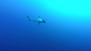 hammerhead red sea