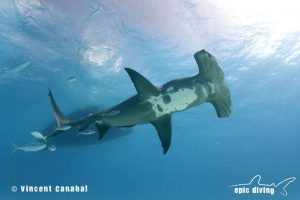 hammerhead shark Bimini