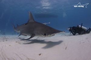 hammerhead shark bahamas