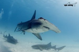 hammerhead shark epic diving