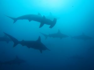 hammerhead sharks galapagos 2