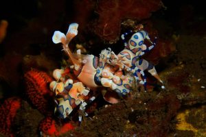 harlequin shrimp