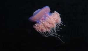 jelly fish at night