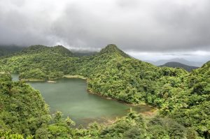 jungle dominica