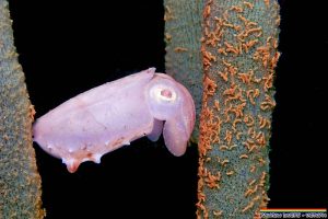 juvenile cuttlefish