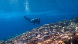 komodo coral reef