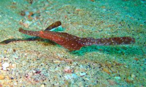 leaf fish indonesia