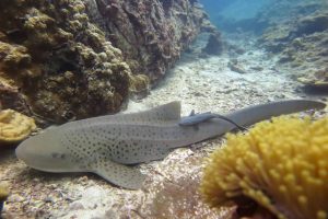 leopard shark