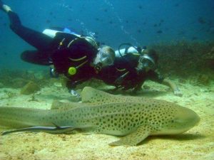 leopard shark Gili Trawangan