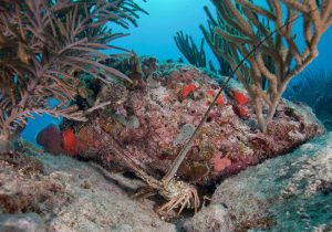 lobster playa del carmen