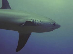 malapascua thresher shark